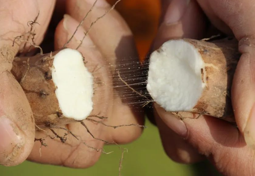 Yam powder Yam powder